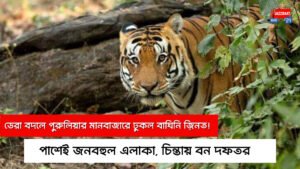 ডেরা বদলে পুরুলিয়ার মানবাজারে ঢুকল বাঘিনি জ়িনত! পাশেই জনবহুল এলাকা, চিন্তায় বন দফতর