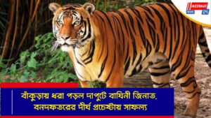 বাঁকুড়ায় ধরা পড়ল দাপুটে বাঘিনী জিনাত, বনদফতরের দীর্ঘ প্রচেষ্টায় সাফল্য