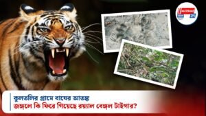 কুলতলির গ্রামে বাঘের আতঙ্ক: জঙ্গলে কি ফিরে গিয়েছে রয়্যাল বেঙ্গল টাইগার?