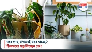 ঘরে গাছ রাখলেই মরে যাচ্ছে? ঠিকমতো যত্ন নিচ্ছেন তো!