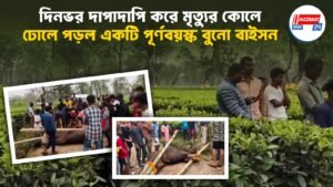 দিনভর দাপাদাপি করে মৃত্যুর কোলে ঢোলে পড়ল একটি পূর্ণবয়স্ক বুনো বাইসন।