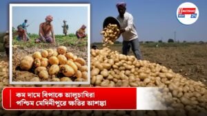 কম দামে বিপাকে আলুচাষিরা, পশ্চিম মেদিনীপুরে ক্ষতির আশঙ্কা