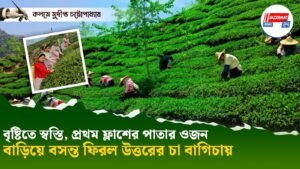 বৃষ্টিতে স্বস্তি, প্রথম ফ্লাশের পাতার ওজন বাড়িয়ে বসন্ত ফিরল উত্তরের চা বাগিচায়