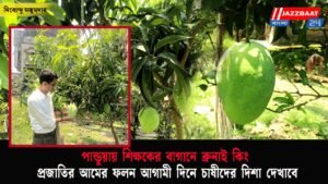 পান্ডুয়ায় শিক্ষকের বাগানে ব্রুনাই কিং প্রজাতির আমের ফলন আগামী দিনে চাষীদের দিশা দেখাবে
