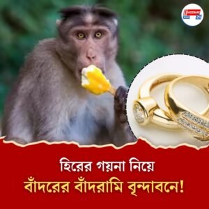 ২০ লাখের হিরের গয়না নিয়ে চম্পট দিল বাঁদর! ৮ ঘন্টার প্রচেষ্টায় উদ্ধার গহনা