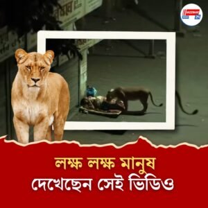 রাতের রাস্তায় মানুষকে শুঁকে চলে গেল সিংহ! হাড়হিম করা ভিডিওটির আসল সত্যিটা জানেন?