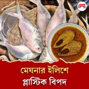 ইলিশে প্লাস্টিক কণা! স্বাদের পেছনে লুকিয়ে বিপদের ইঙ্গিত