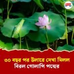 তিন দশকের অপেক্ষার পর উলারে গোলাপি পদ্মের ঢল! কাশ্মীর জুড়ে খুশির হাওয়া