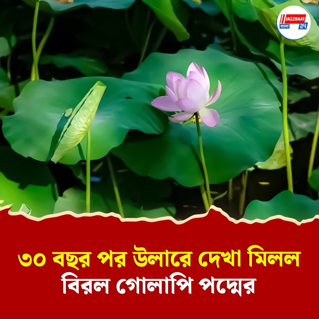 তিন দশকের অপেক্ষার পর উলারে গোলাপি পদ্মের ঢল! কাশ্মীর জুড়ে খুশির হাওয়া