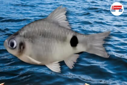 ব্রহ্মপুত্রে দেখা মিলল কার্প জাতীয় নতুন মাছের প্রজাতির, নাম দেওয়া হল অসমের এক জেলার নামে