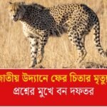 কুনো জাতীয় উদ্যানে নামিবিয়া থেকে আসা চিতার মৃত্যু, ব্যাঘ্র প্রকল্প নিয়ে প্রশ্নের মুখে মধ্যপ্রদেশের বন দফতর