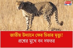কুনো জাতীয় উদ্যানে নামিবিয়া থেকে আসা চিতার মৃত্যু, ব্যাঘ্র প্রকল্প নিয়ে প্রশ্নের মুখে মধ্যপ্রদেশের বন দফতর