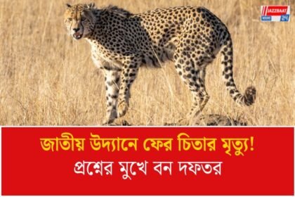 কুনো জাতীয় উদ্যানে নামিবিয়া থেকে আসা চিতার মৃত্যু, ব্যাঘ্র প্রকল্প নিয়ে প্রশ্নের মুখে মধ্যপ্রদেশের বন দফতর