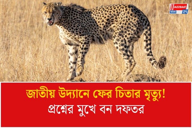 কুনো জাতীয় উদ্যানে নামিবিয়া থেকে আসা চিতার মৃত্যু, ব্যাঘ্র প্রকল্প নিয়ে প্রশ্নের মুখে মধ্যপ্রদেশের বন দফতর