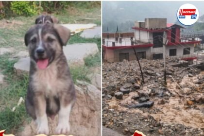 বুঝতে পেরেছিল আগেই, চিৎকার করে ঘুম ভাঙিয়ে আস্ত গ্রামের প্রাণ বাঁচাল শেরু! হিমাচলে অদ্ভুত ঘটনা