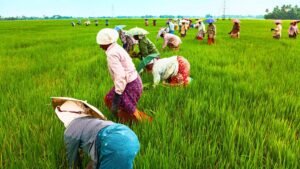 কেন্দ্রের ‘এক দেশ, এক কৃষি’ ব্যবস্থায় নারাজ রাজ্য সরকার