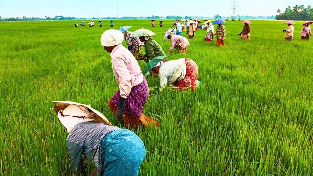 কেন্দ্রের 'এক দেশ, এক কৃষি' ব্যবস্থায় নারাজ রাজ্য সরকার
