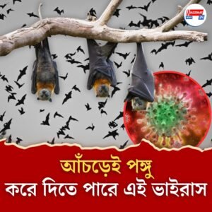 ৩৫ বছর পর ফের বাদুড়ের কামড়ে মৃত্যু অস্ট্রেলিয়ায়, ফিরল ভাইরাস আতঙ্ক