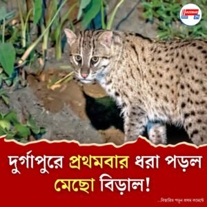 দুর্গাপুরে প্রথমবার দেখা মিলল রাজ্যপ্রাণী মাছখেকো বিড়ালের!