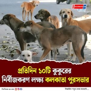 নির্বীজকরণ ও দত্তক নেওয়ার কারণেই বাংলায় কমছে পথকুকুরের কামড়ের ঘটনা, দাবি রিপোর্টে