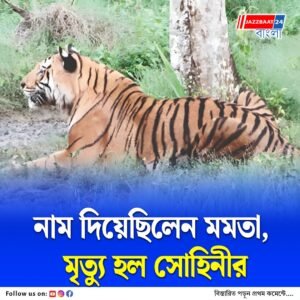 সঙ্গীর শোকে কাতর! মৃত্যু হল সুন্দরবনের বাঘিনী সোহিনীর