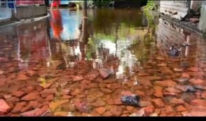 জমা জলে দাঁড়িয়ে দোকান খুলছিলেন, বিদ্যুৎস্পৃষ্ট হয়ে মৃত্যু মহিলার