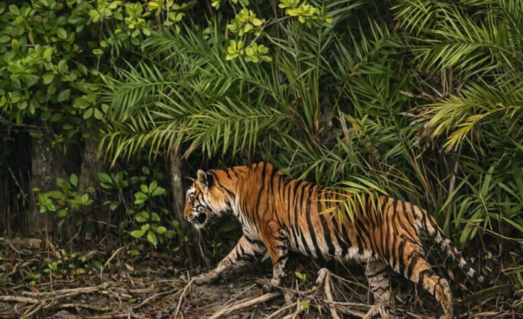 সুন্দরবনে প্রতিনিয়ত দেখা মিলছে রয়্যাল বেঙ্গলের! খবর শুনতেই ভিড় বাড়াচ্ছেন পর্যটকরা