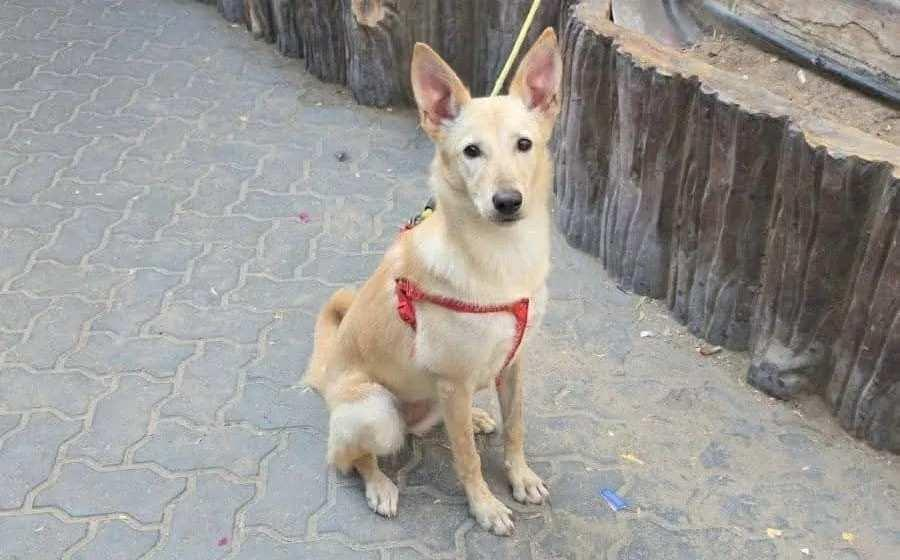 ভিটে-মাটির সঙ্গে ফেলে যাচ্ছেন পোষ্যদেরও! দুবাইয়ে হৃদয়স্পর্শী দৃশ্য